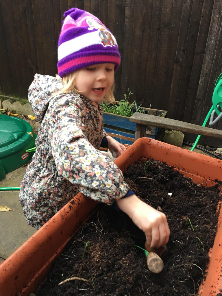 Planting Miffy tulips for Spring