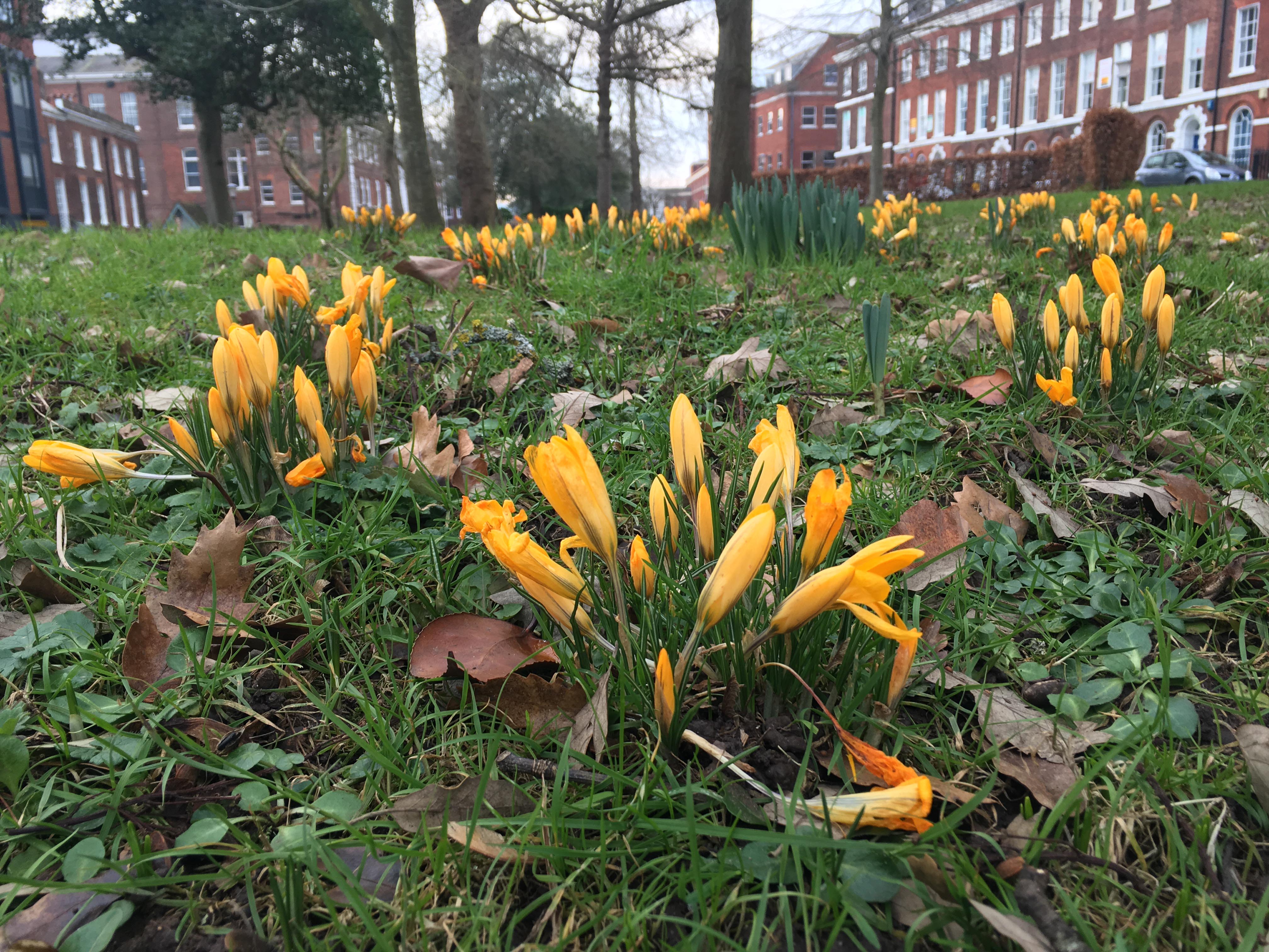 a bunch of crocuses