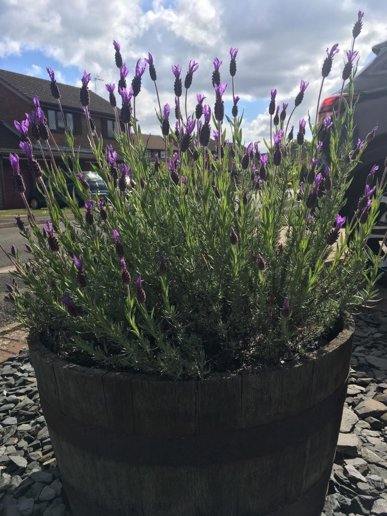 lavender pay dough recipe