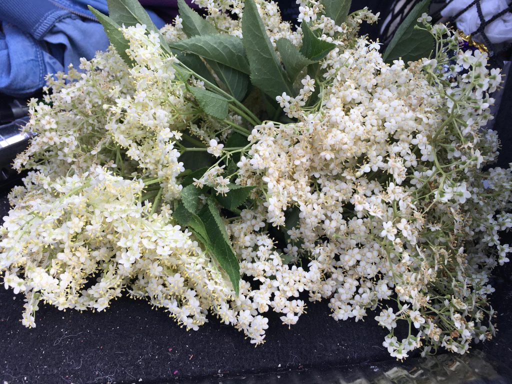 fresh elderflower heads