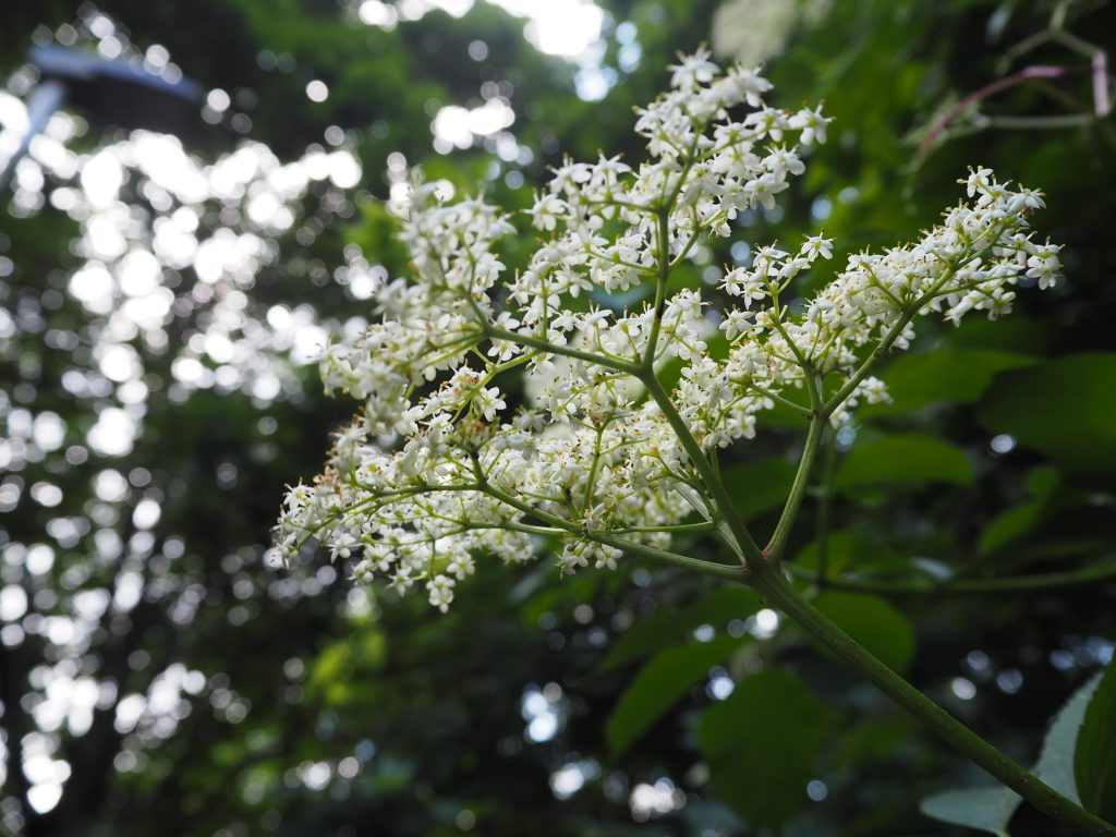 elderflower flowers