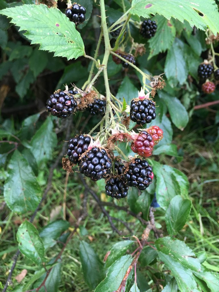 blackberry picking