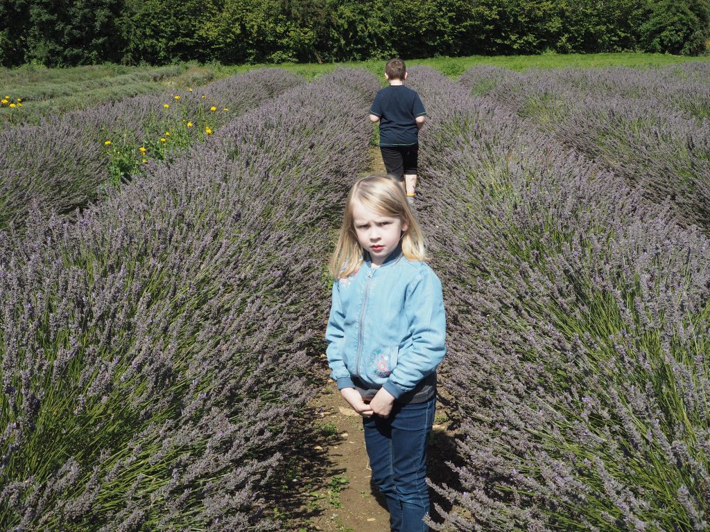 Somerset Lavender