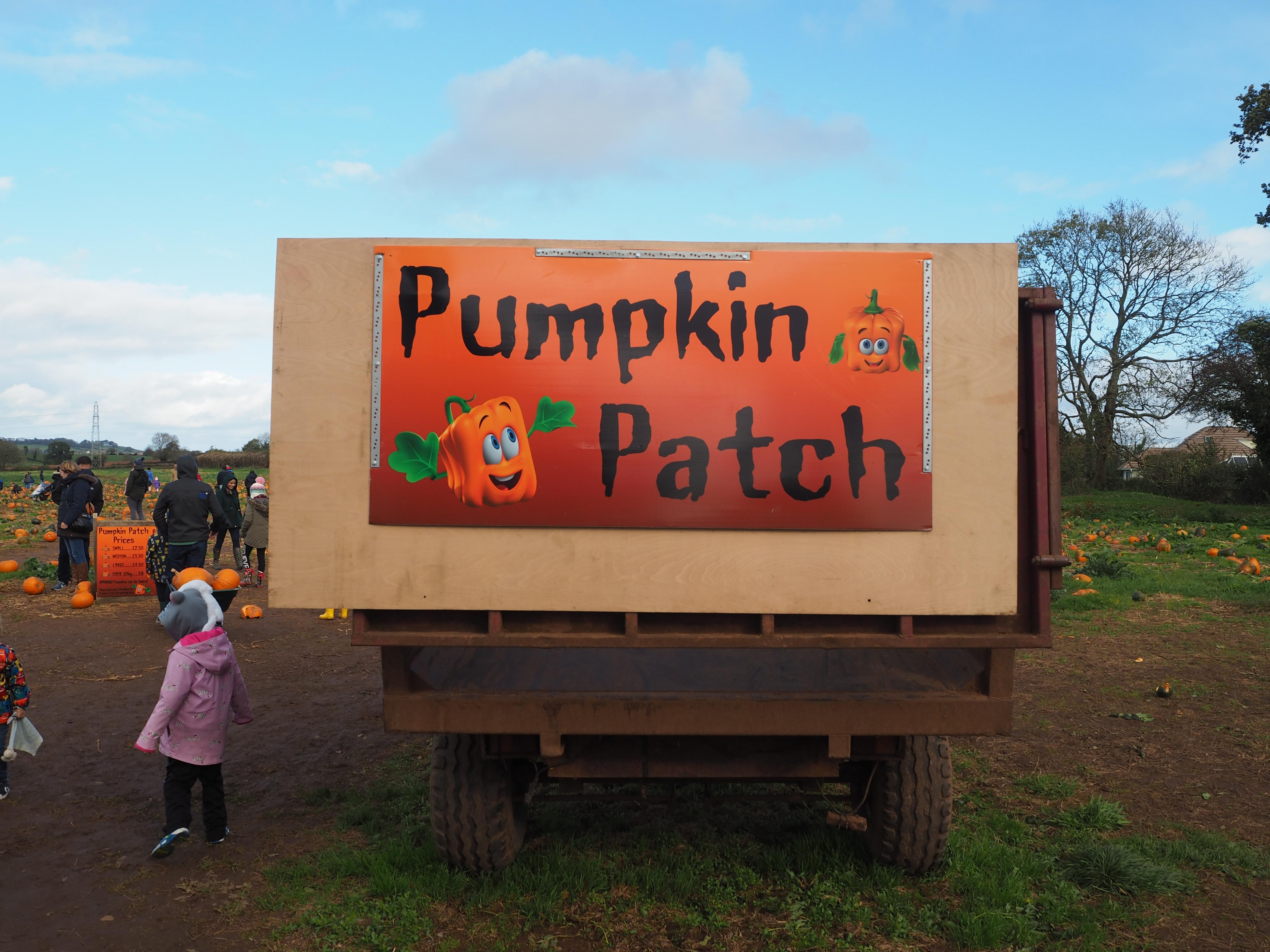Visiting a pumpkin patch in Somerset