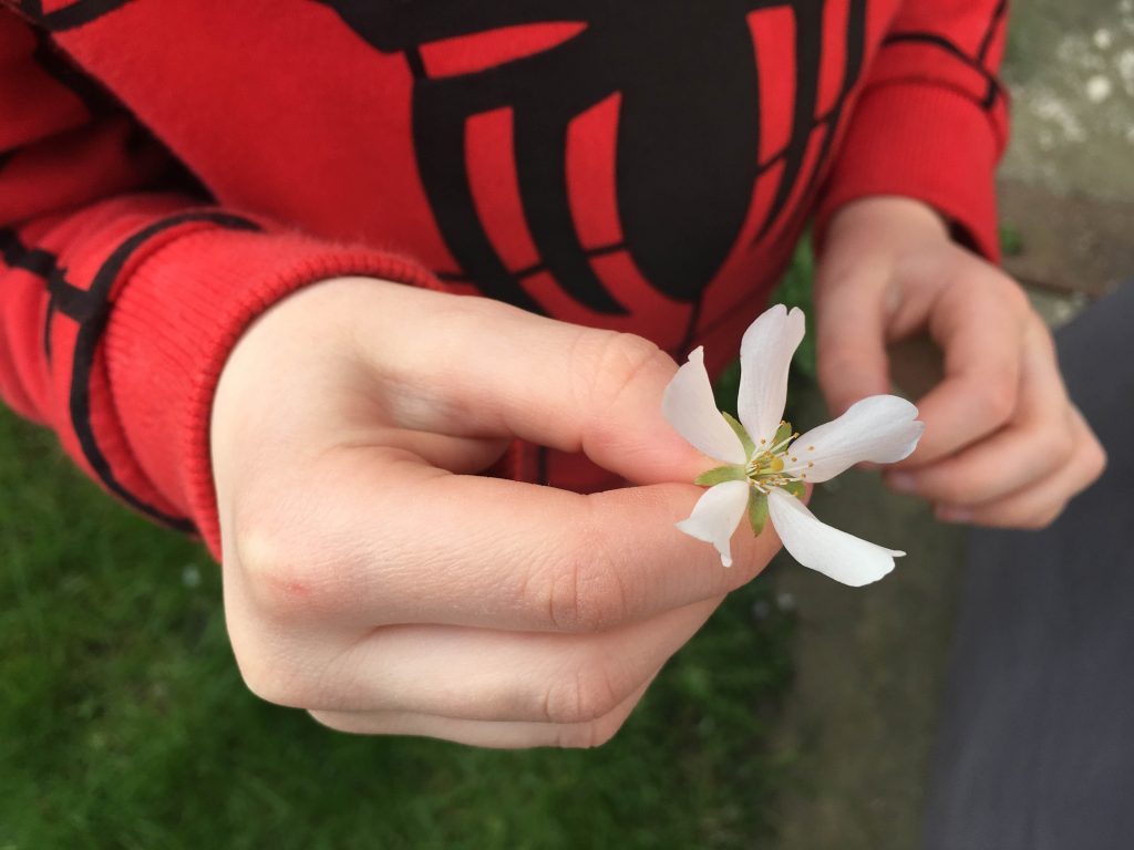 collecting spring blossom