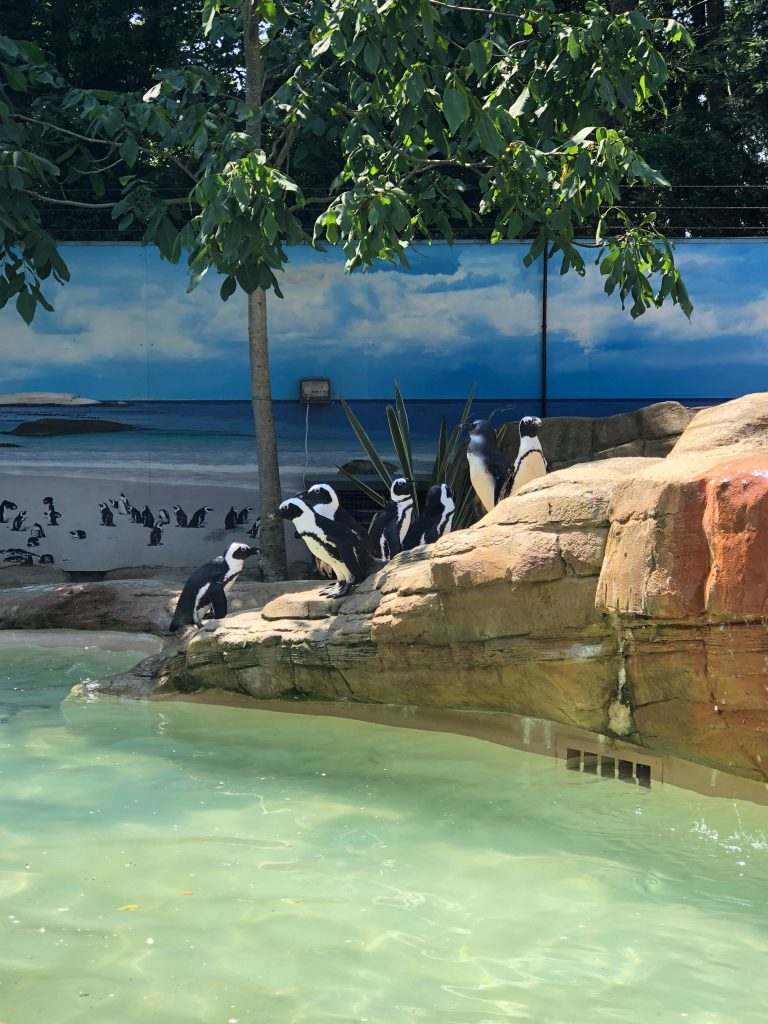 penguins at Paradise Wildlife Park