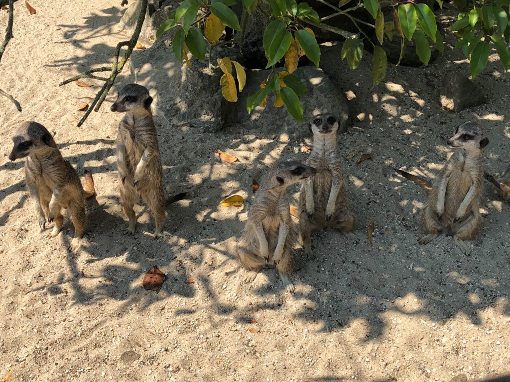 Meerkats at Paradise Park