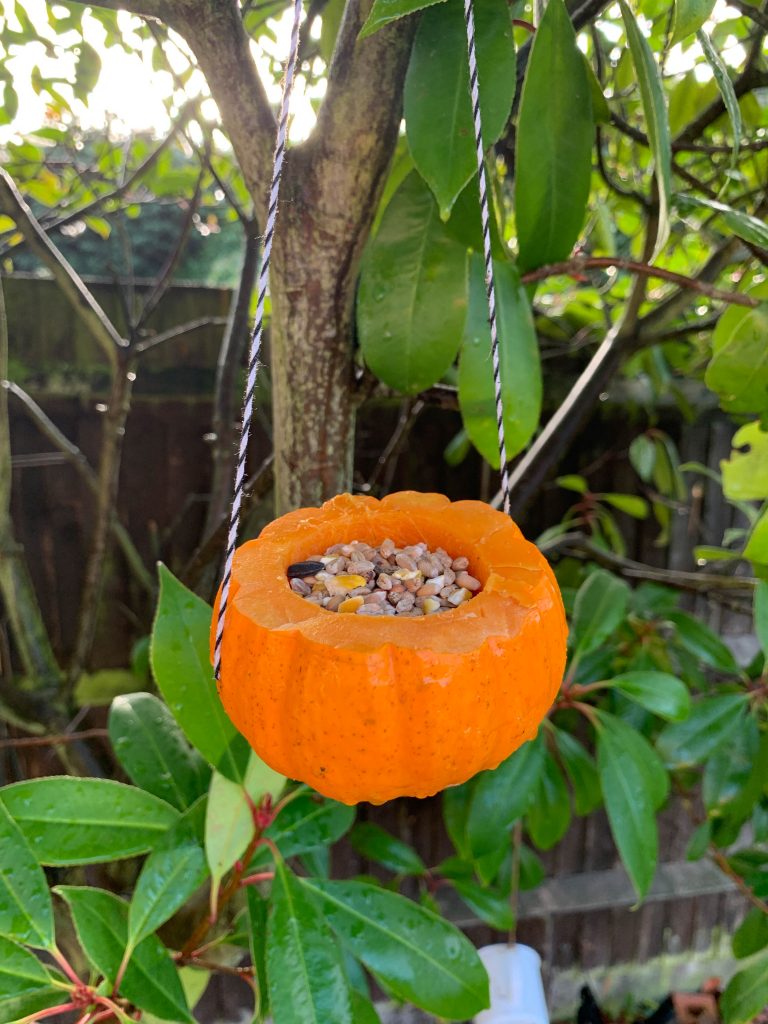 pumpkin bird feeders