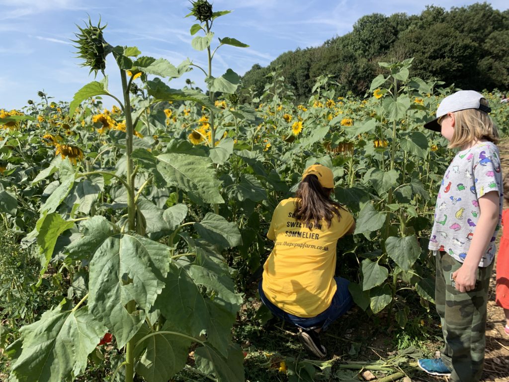 sunflower sommelier at The Pop Up Farm