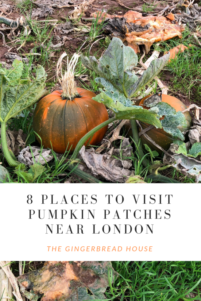 Where are the best places to pick pumpkins near London?