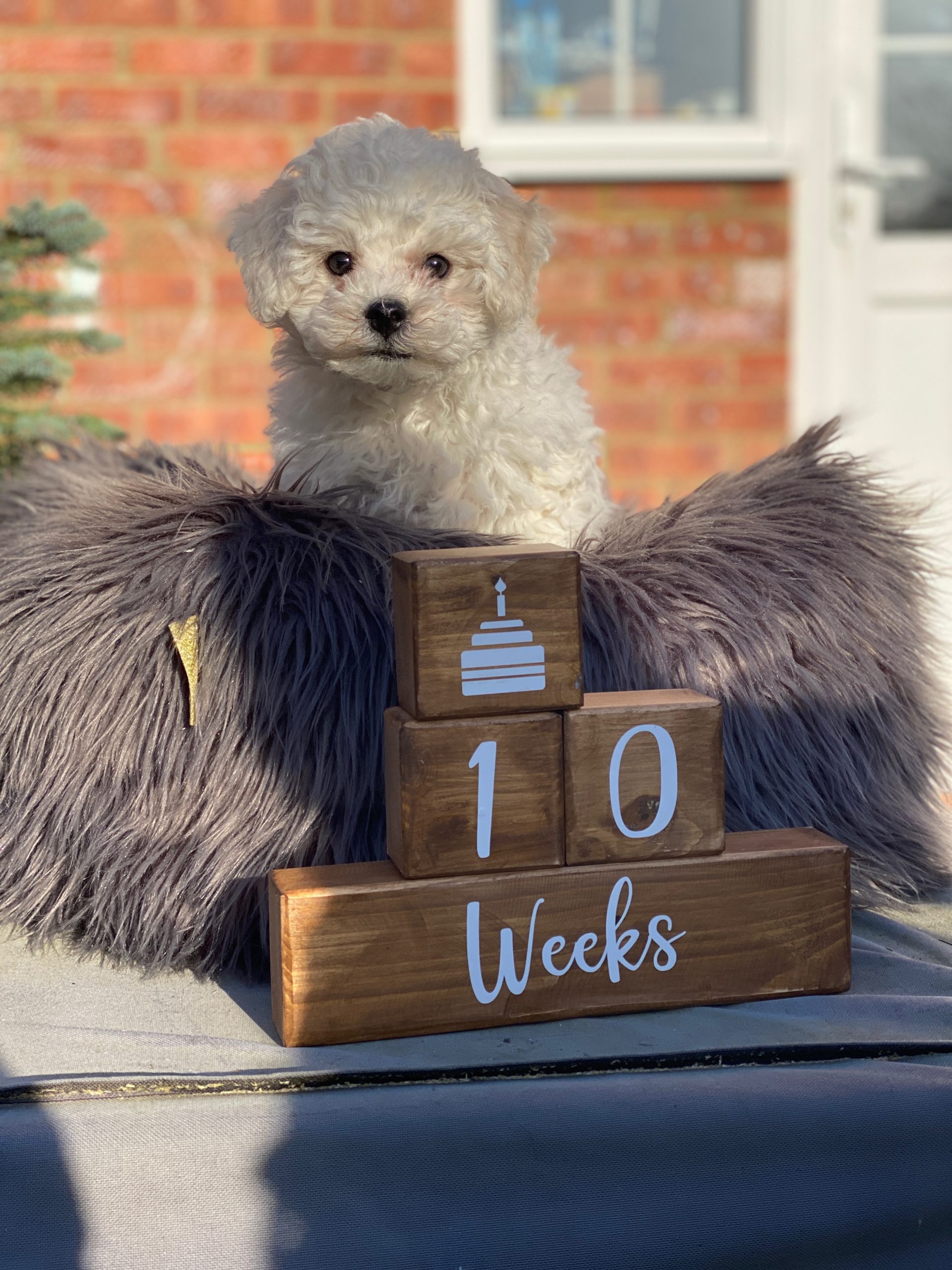 Bichon Frise 10 week old pup