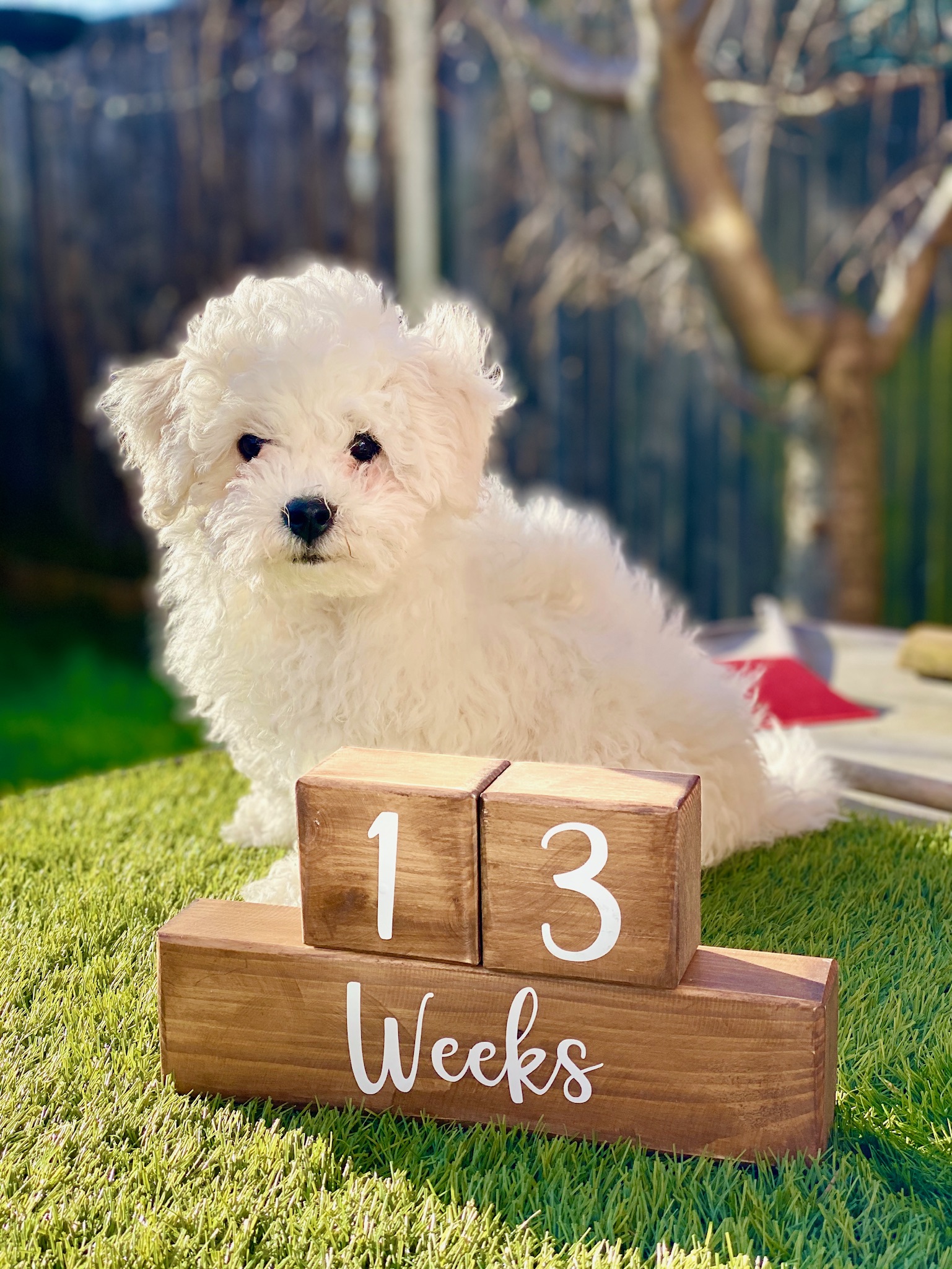 13 week old Bichon Frise