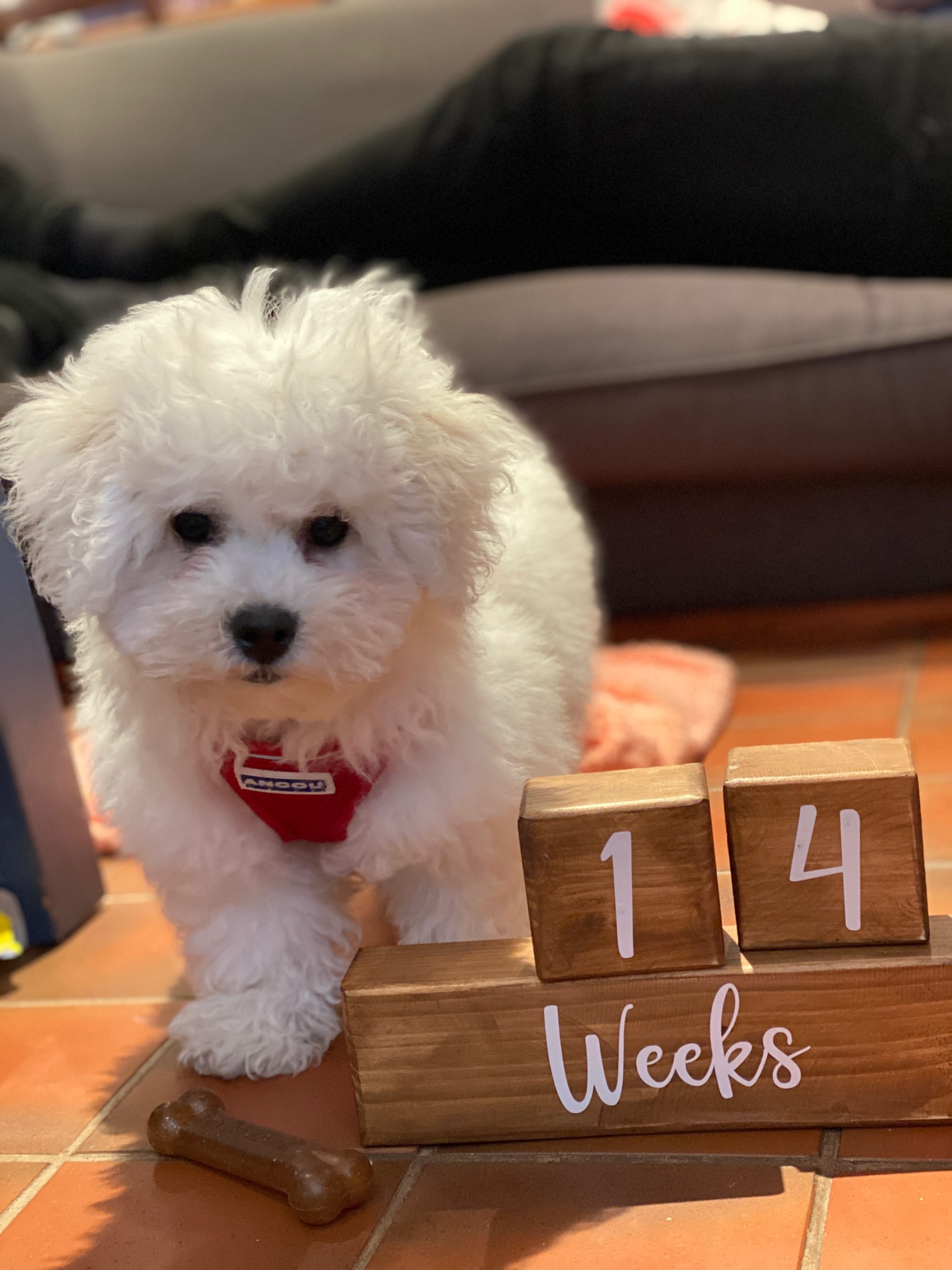 Bichon Frise puppy 14 weeks