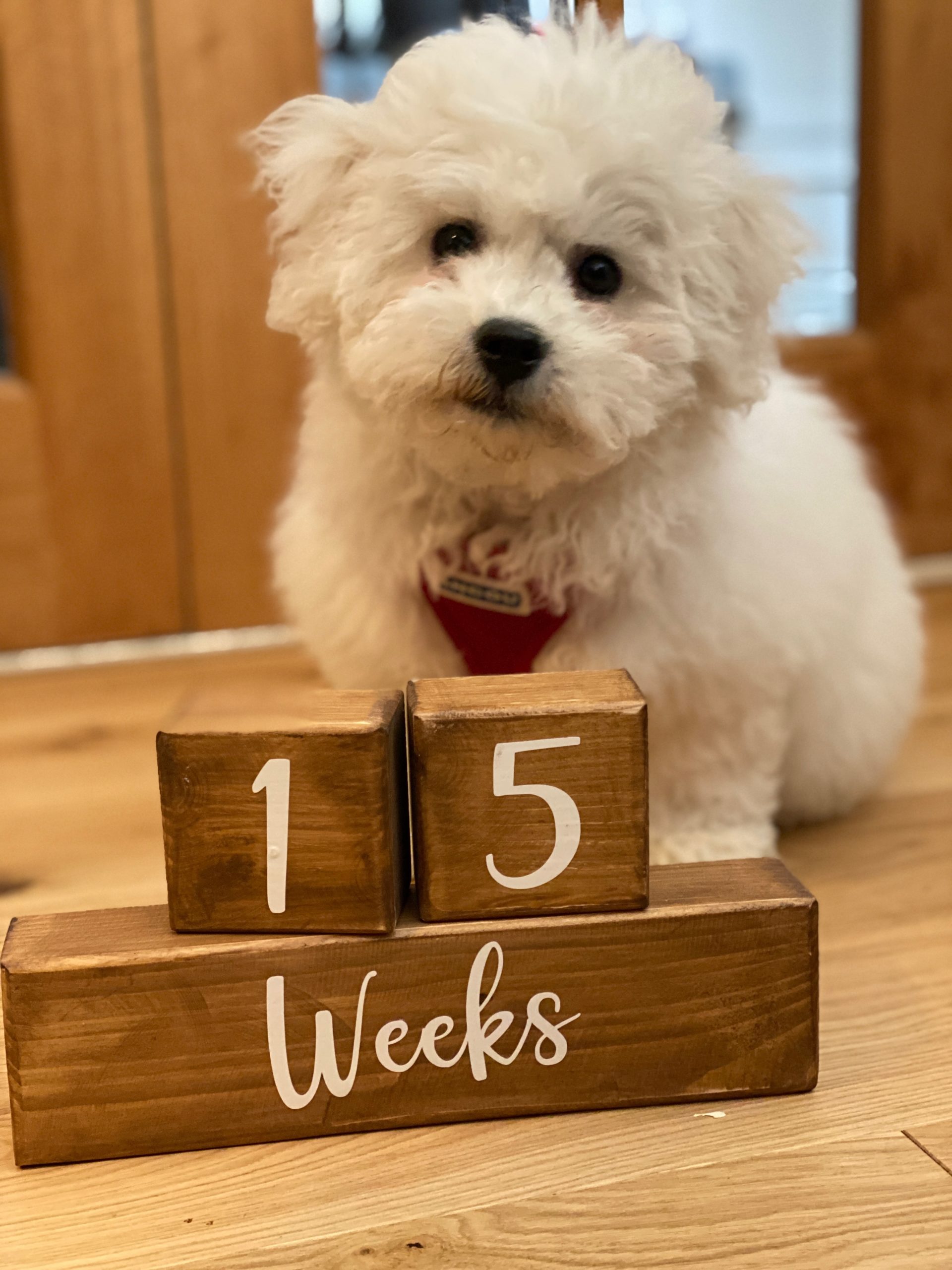 Bichon Frise puppy