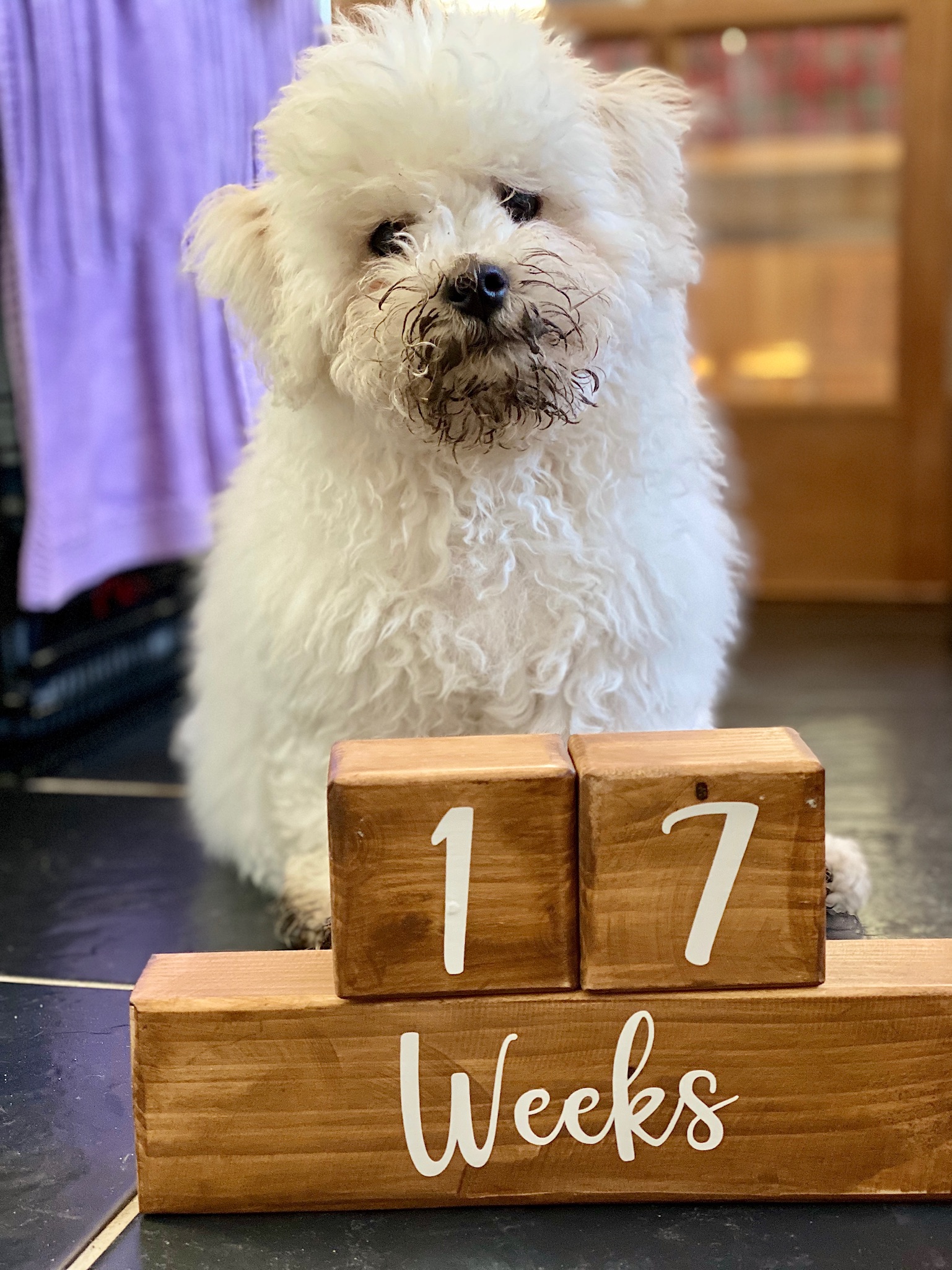 17 week old Bichon Frise puppy