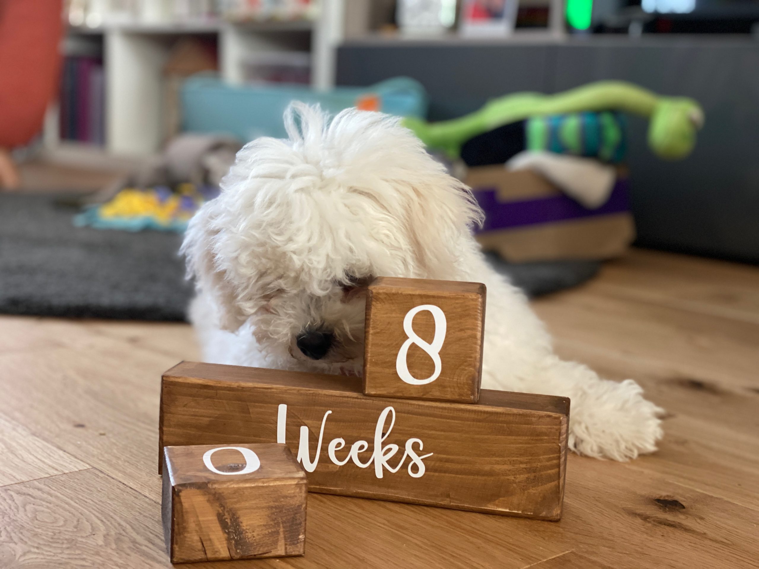 18 week old bichon