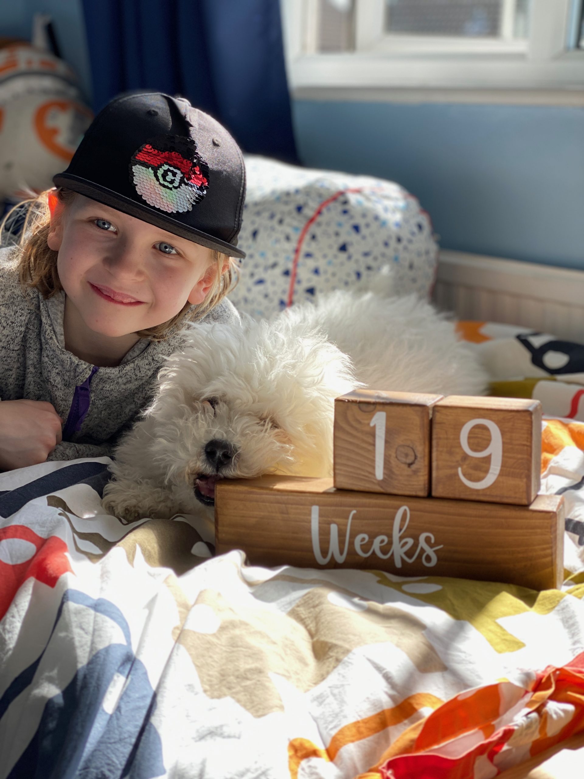 19 week Bichon Frise puppy