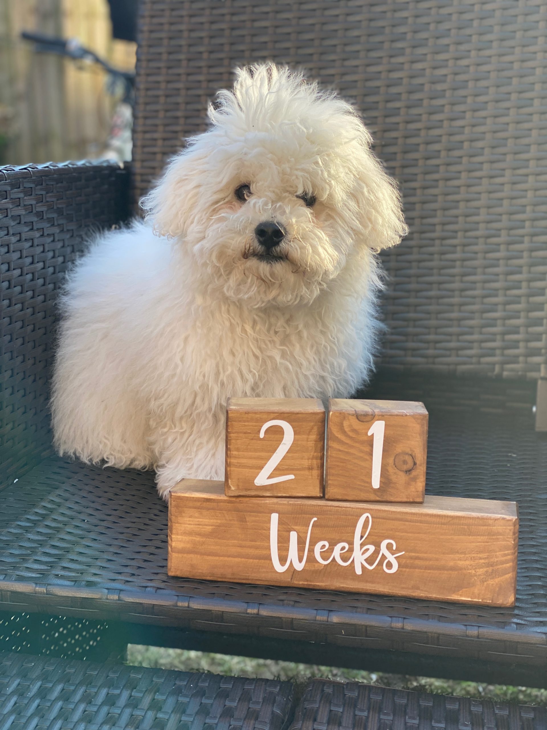 Bichon Frise 21 weeks