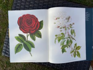  The Rose: The History of the World's Favourite Flower told through 40 extraordinary roses