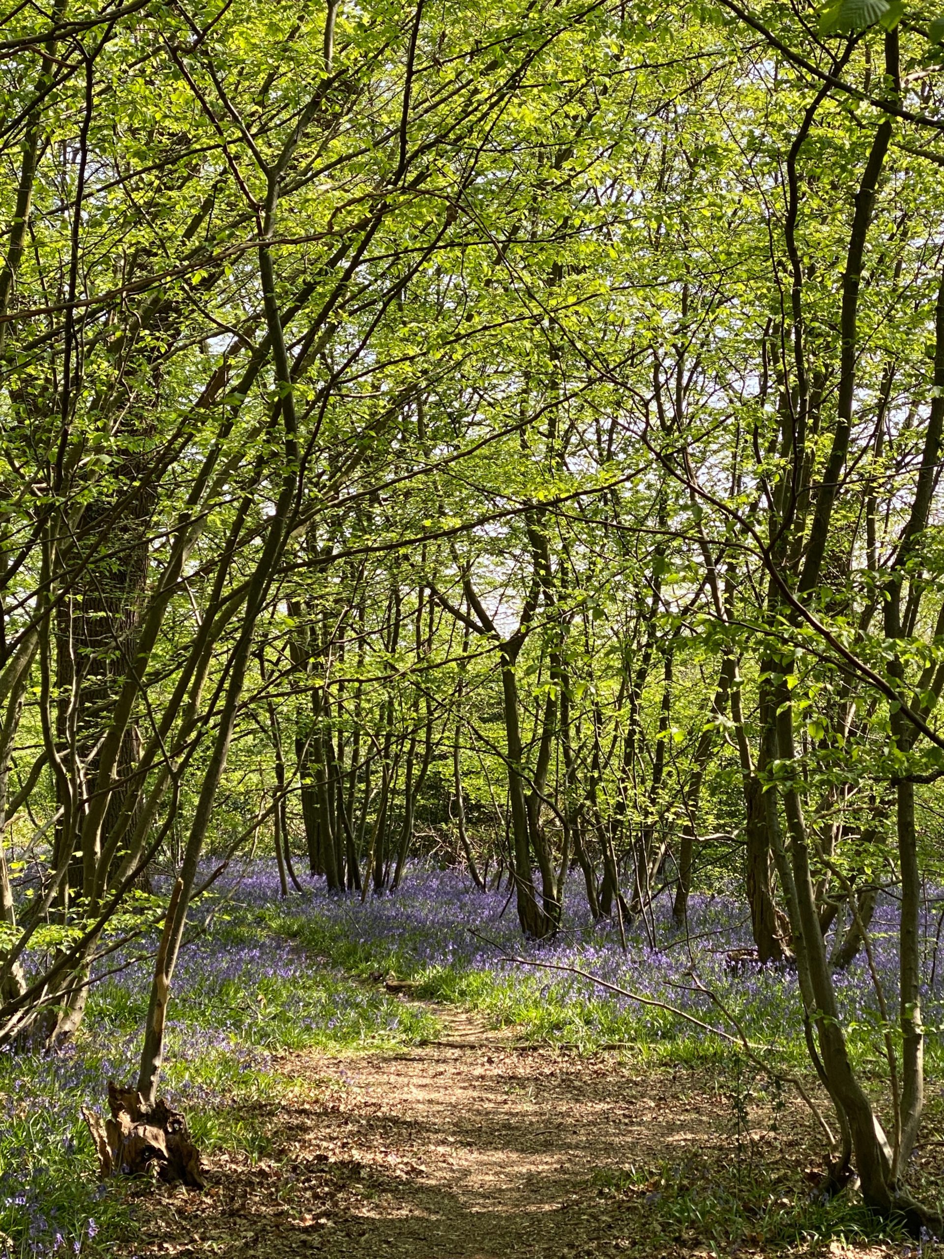 The best place to see bluebells in West London