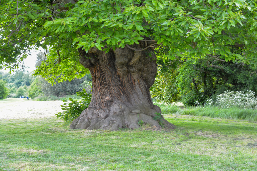 Cranford Country Park, Hillingdon