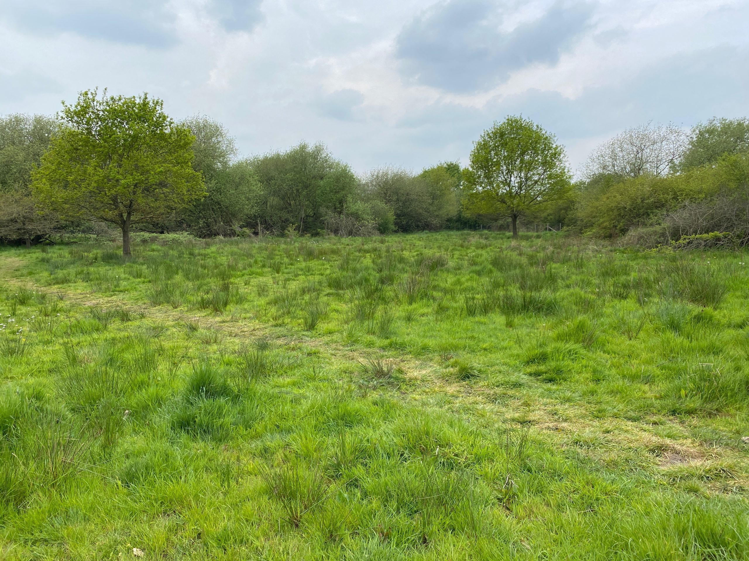 exploring Ickenham Marsh
