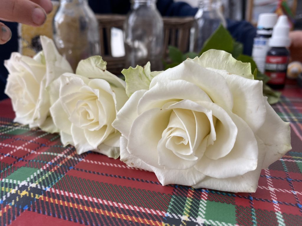 how to dye white flower with food colouring