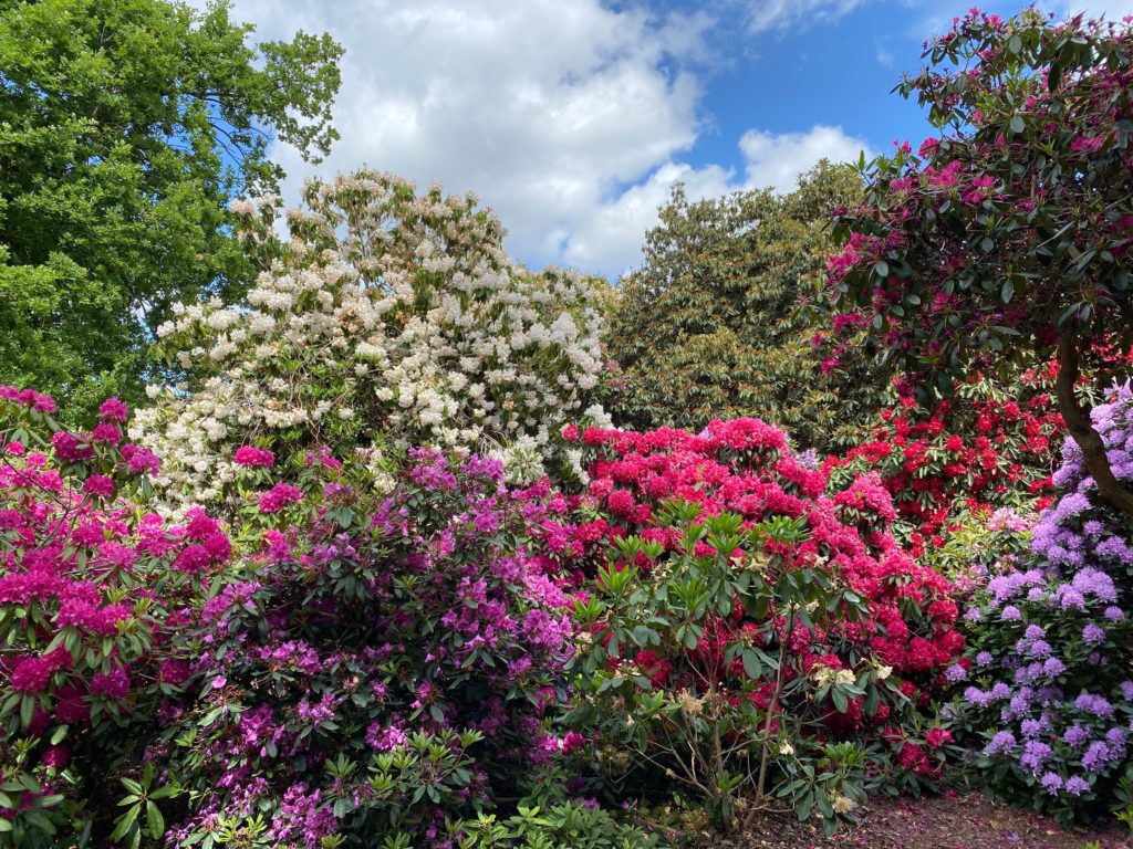 Langley Park rhodedendrons