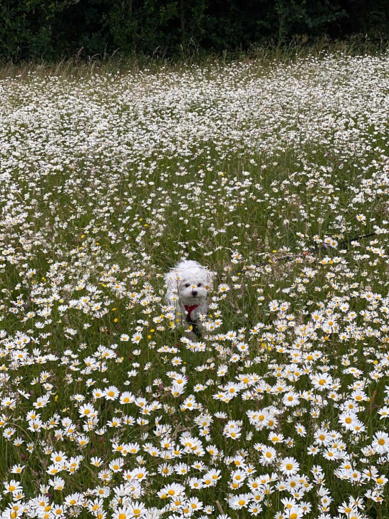 puppy amongst the oxeye daisies