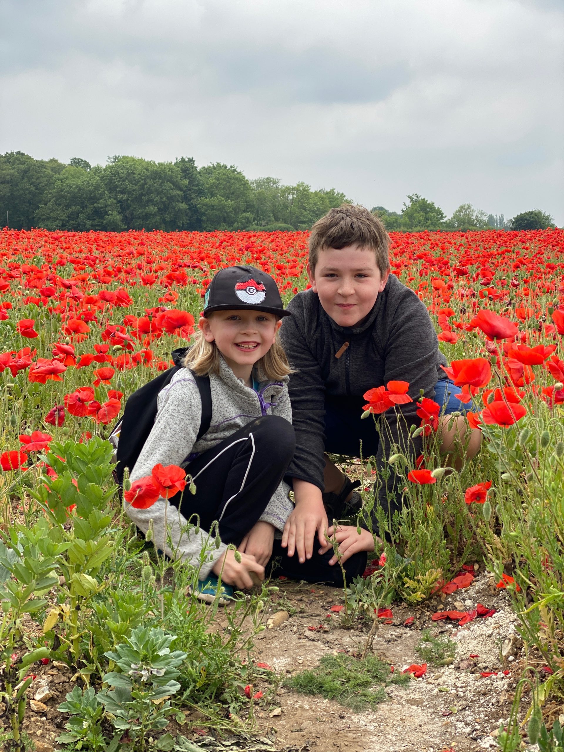 poppy fields near Welwyn, Hertfordshire