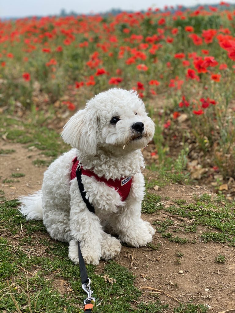 Bichon Frise amongst the poppies