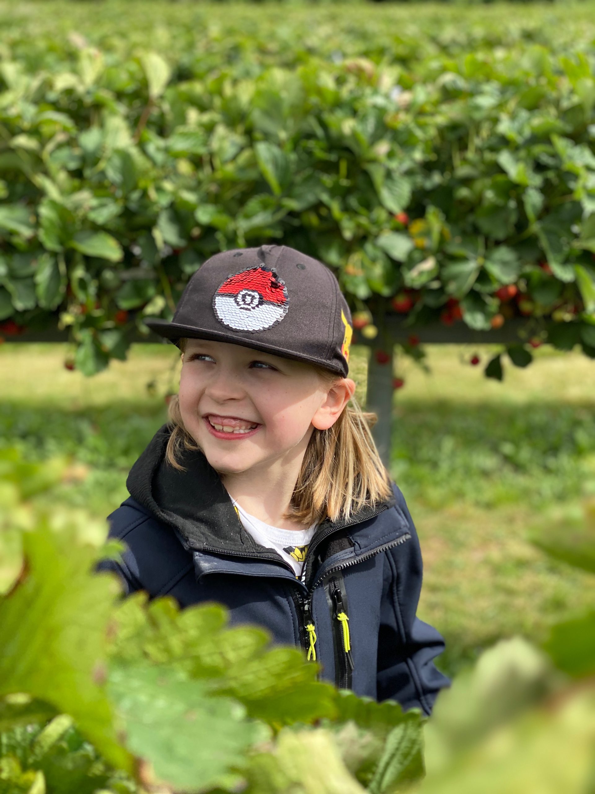 picking strawberries
