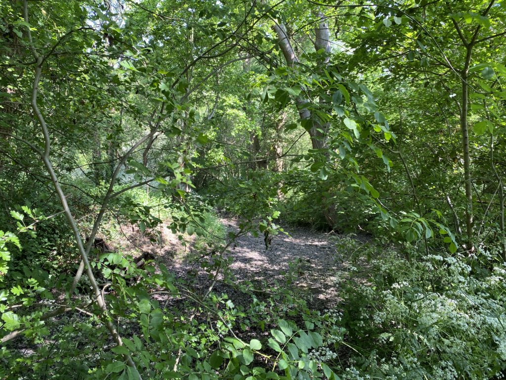 Exploring Pynchester Moat, Ickenham