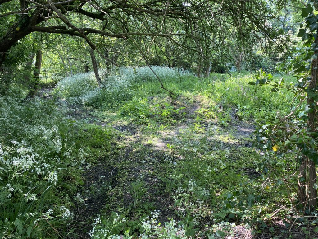 Exploring Pynchester Moat, Ickenham