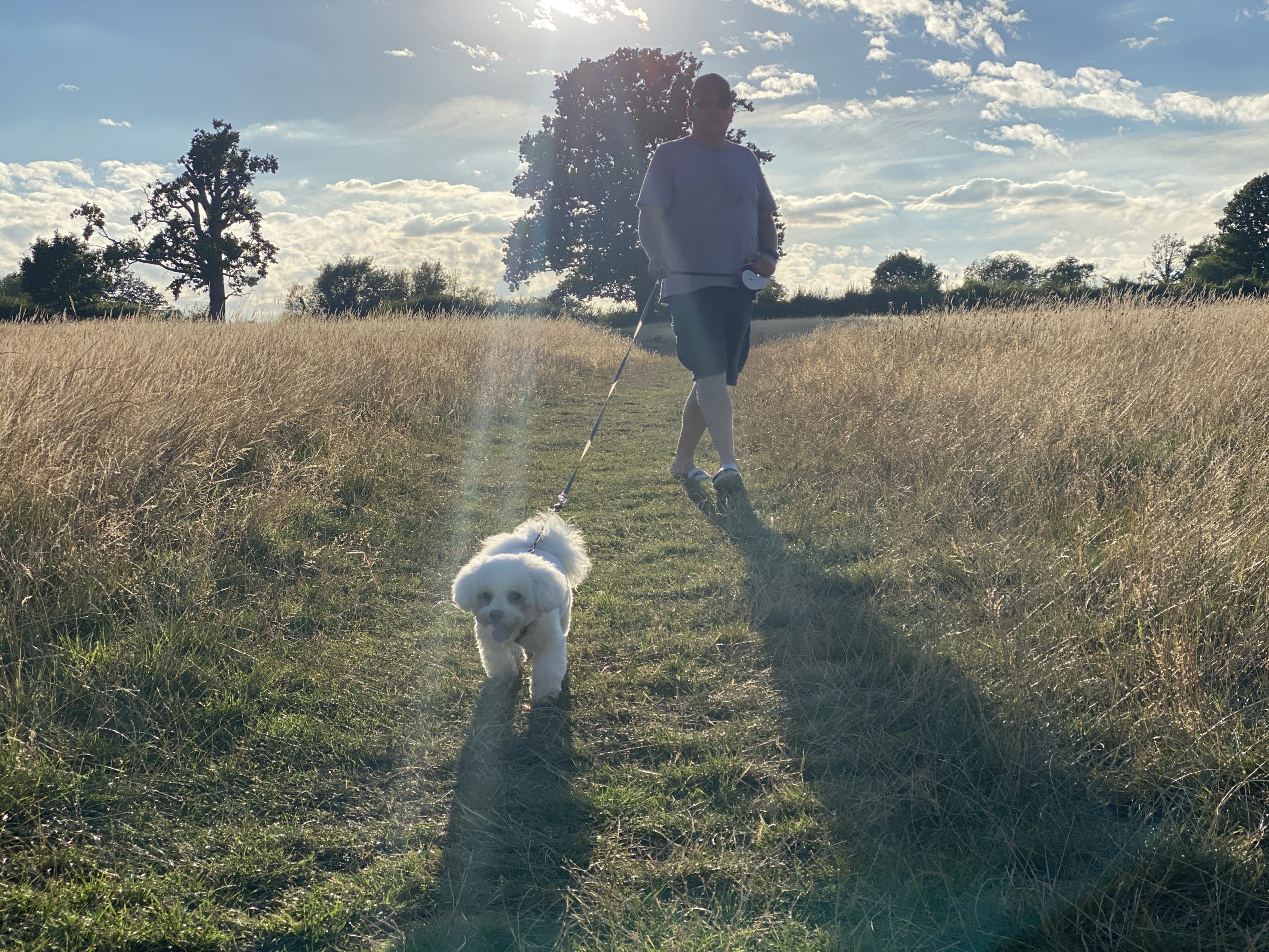 Bichon puppy walking