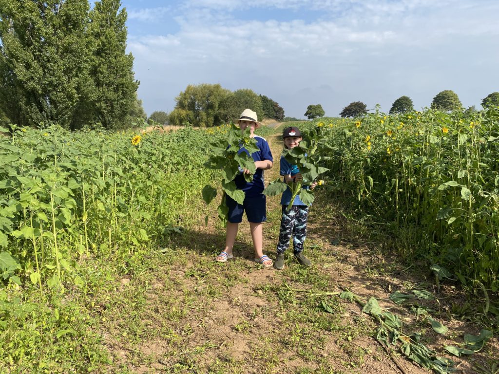 Pick your own sunflowers at Darts Farm, South Devon