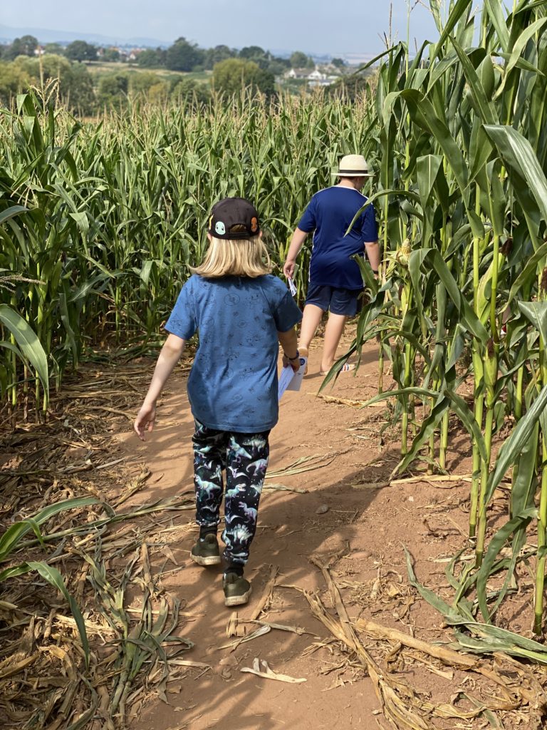 Exploring the Maize Maze