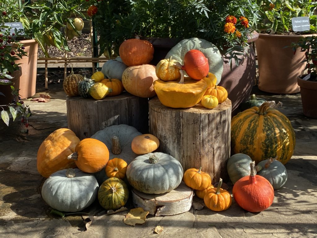 pumpkin display at RHS Wisley