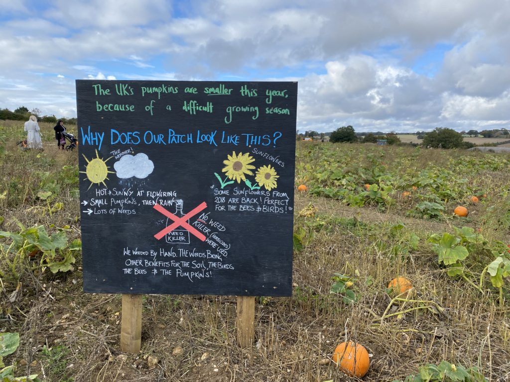 The Pop Up Farms' Pumpkin Patch