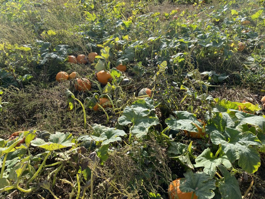 london pumpkin patch