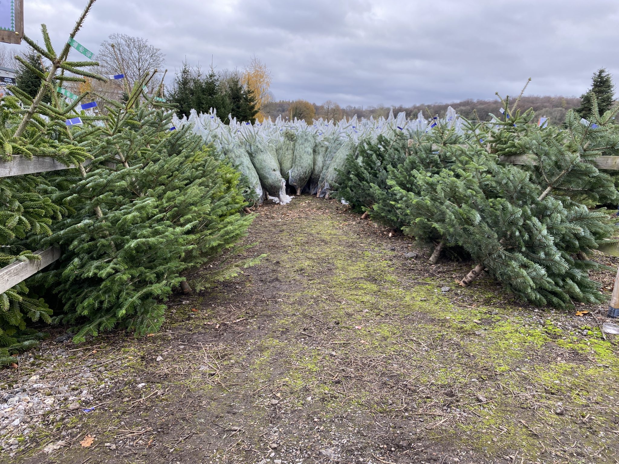 A visit to the Christmas Tree Farm Chesham thegingerbreadhouse.co.uk