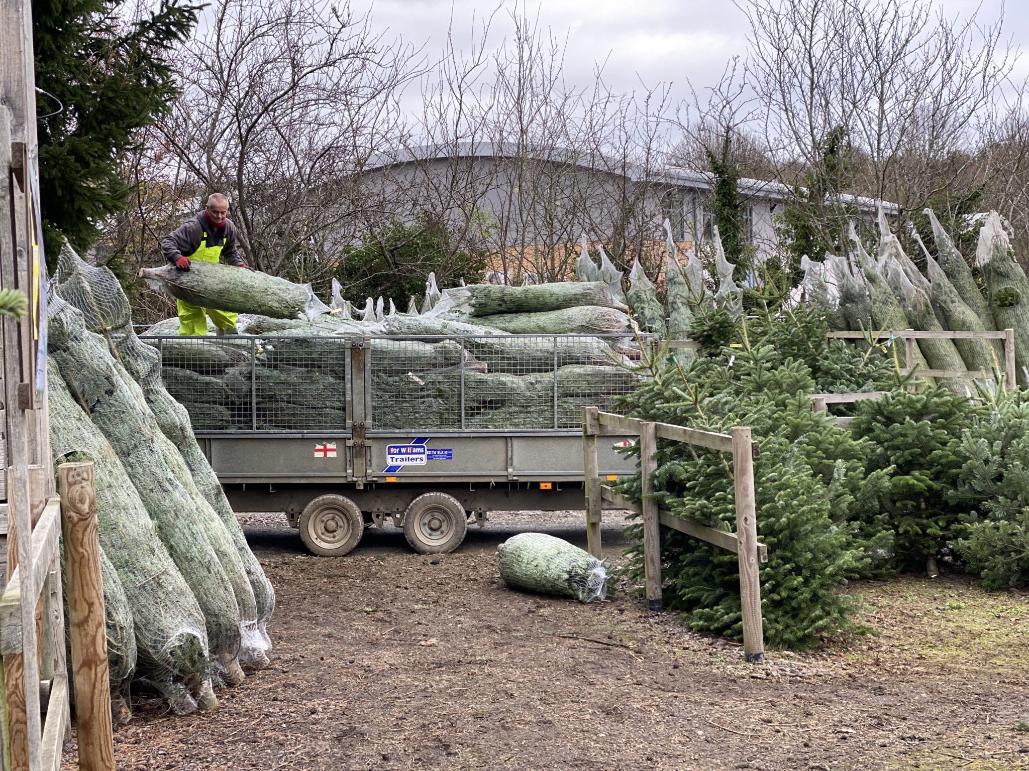 A visit to the Christmas Tree Farm Chesham thegingerbreadhouse.co.uk