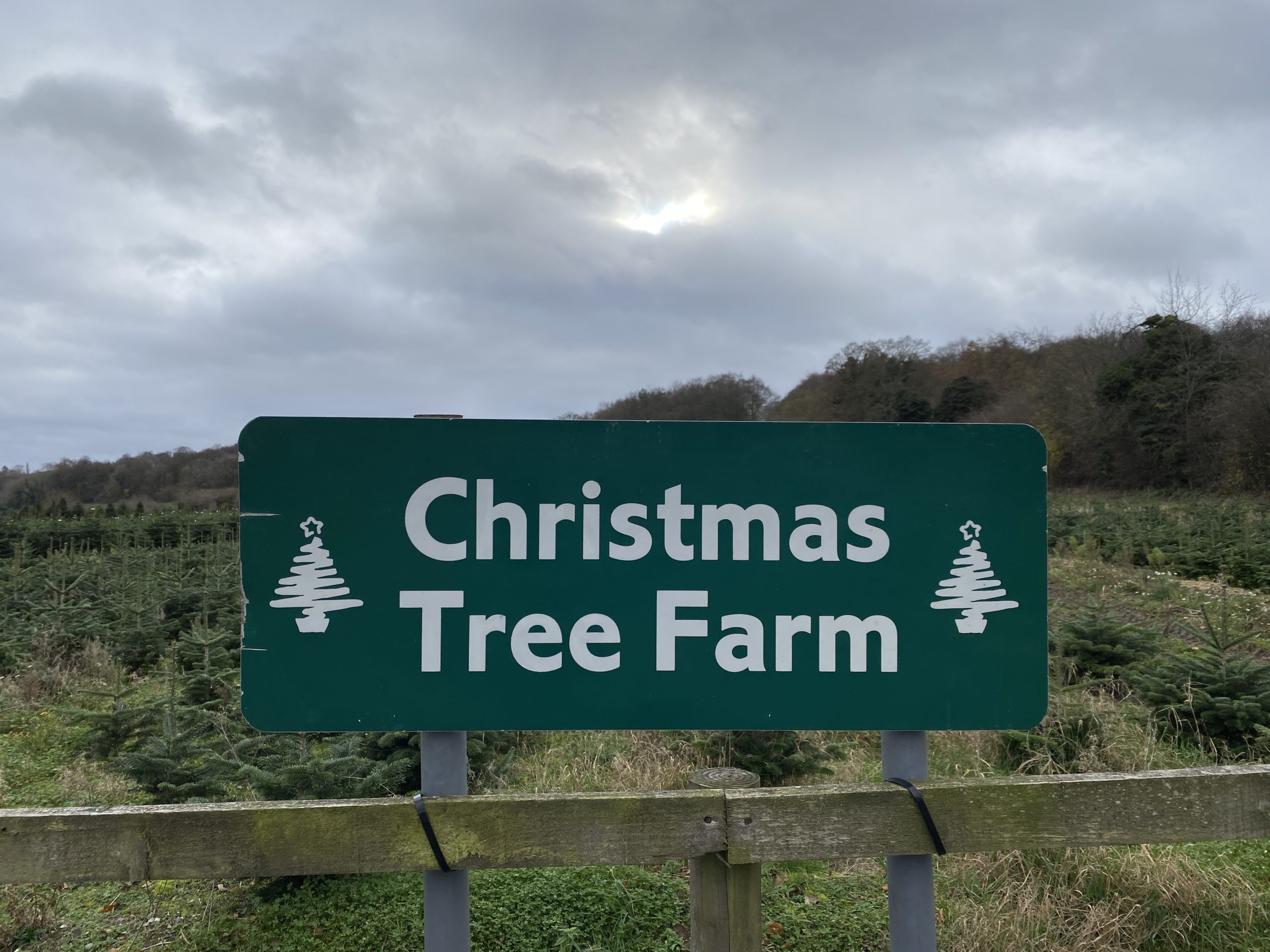 A visit to the Christmas Tree Farm Chesham