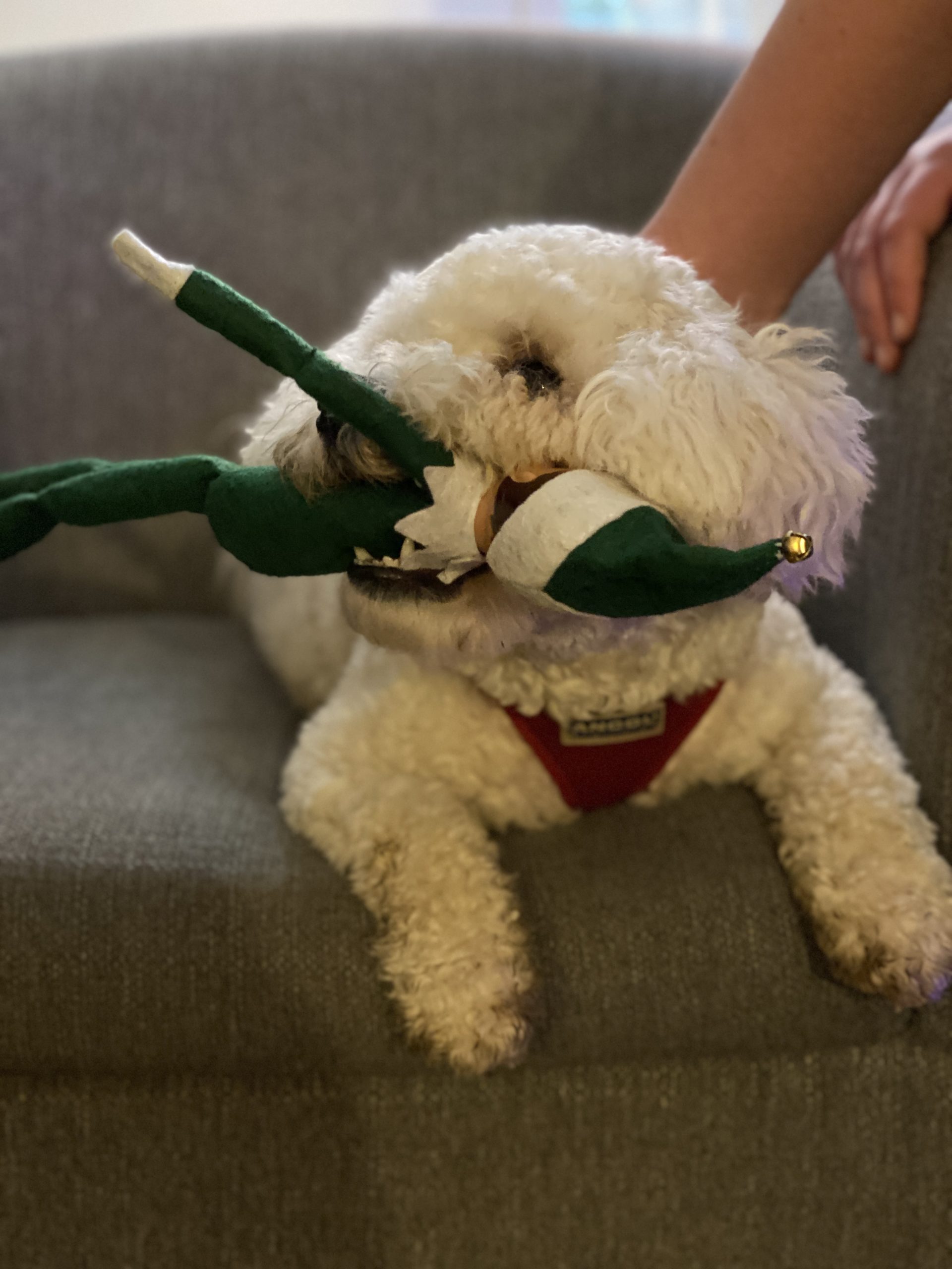 dog eating Elf on the Shelf