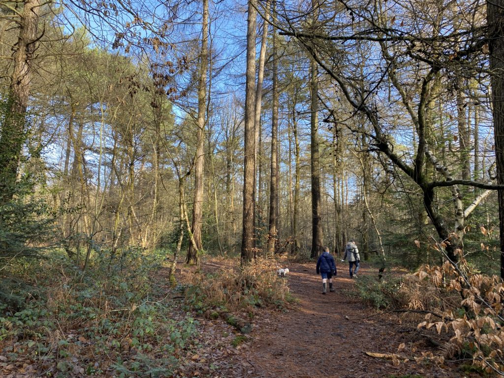 a walk through Black Park, Bucks