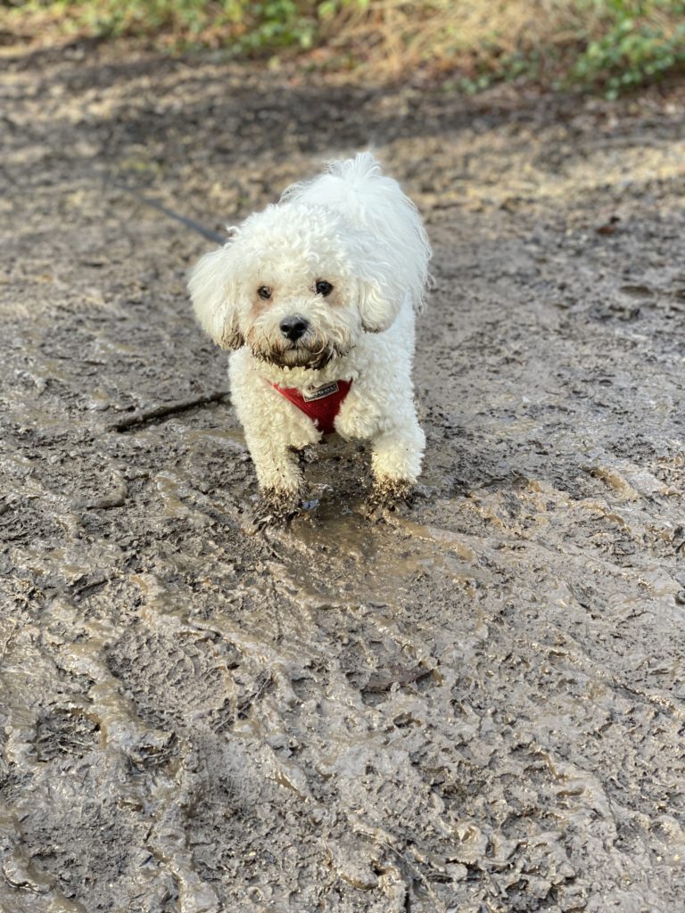 dog walking at Black Park, Bucks