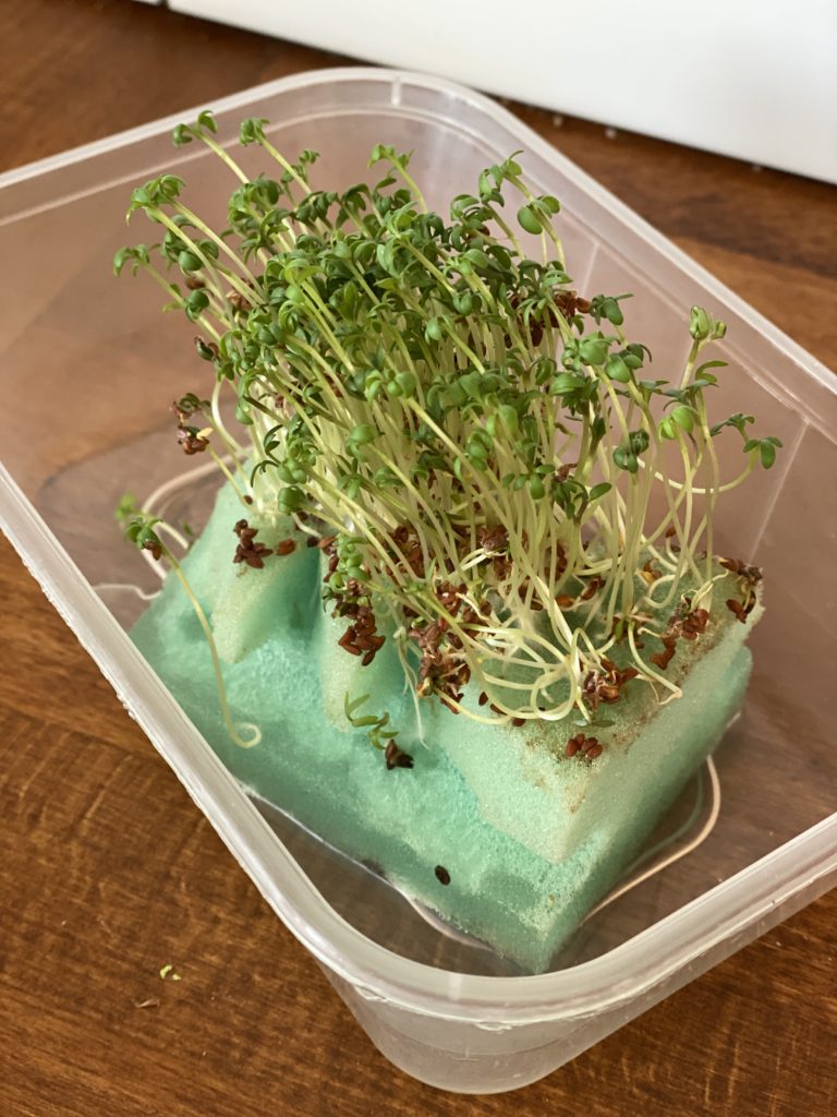 grow your own cress tree