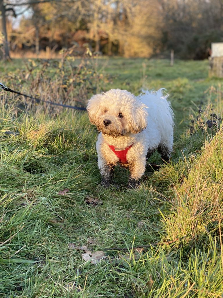 muddy bichon frise