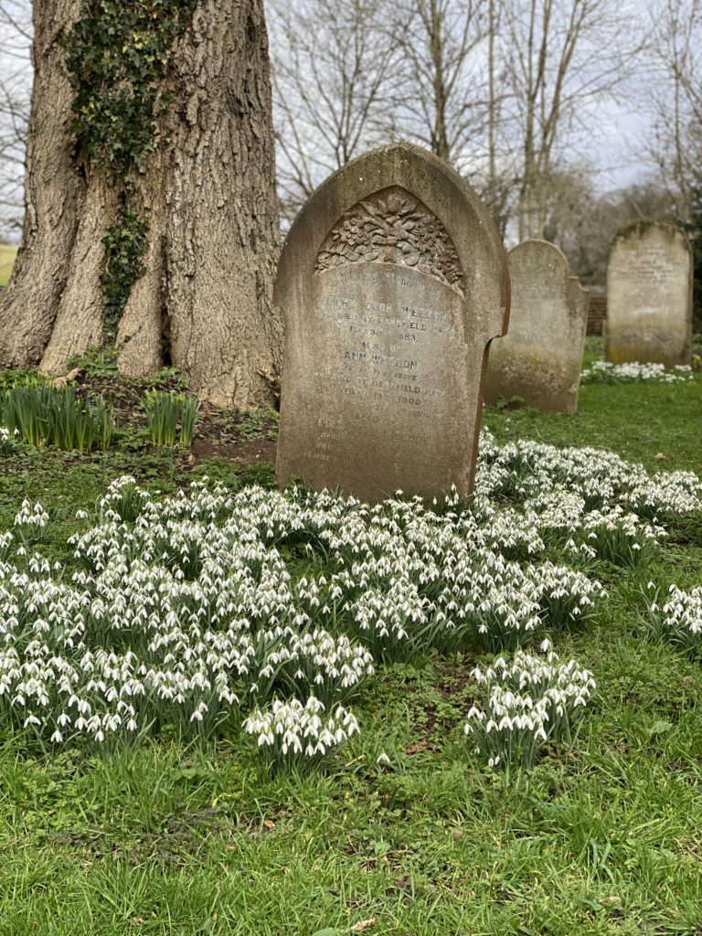 snowdrops at Harefield