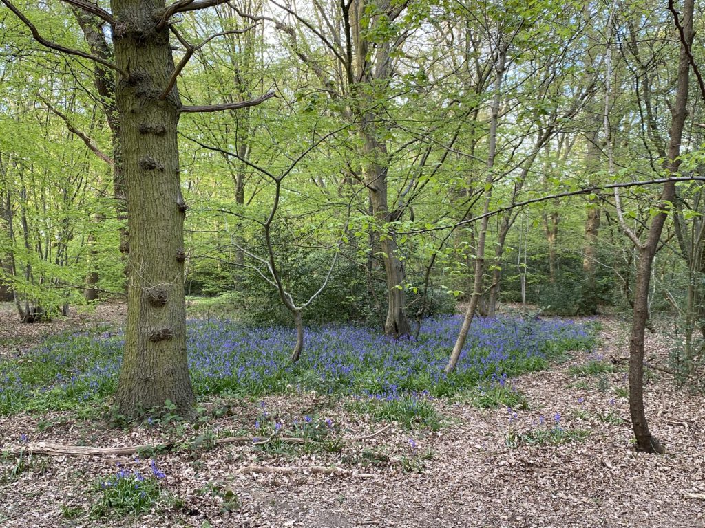 Searching for bluebells in Ruislip Woods